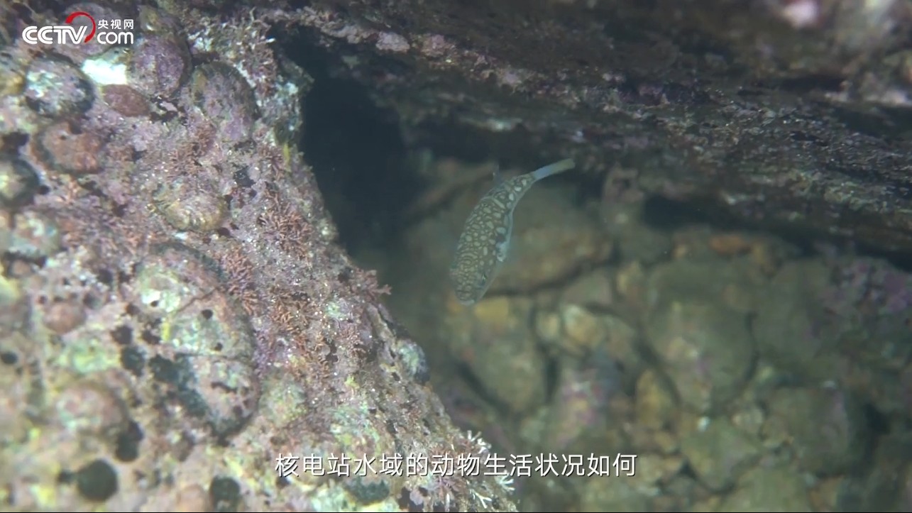 大亞灣核電站水域的動物會受到輻射影響嗎？環(huán)境工程師告訴你答案